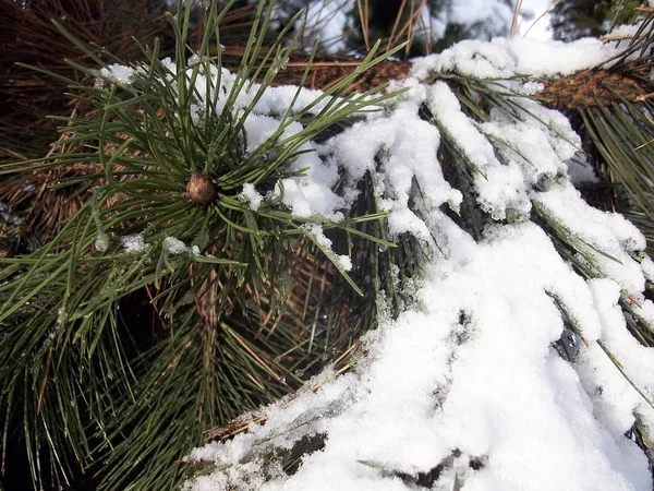 Foto Eines Winterwaldes Einem Klaren Tag — Stockfoto