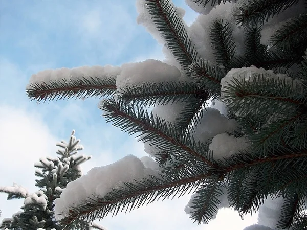 stock image Photo of a winter forest on a clear day