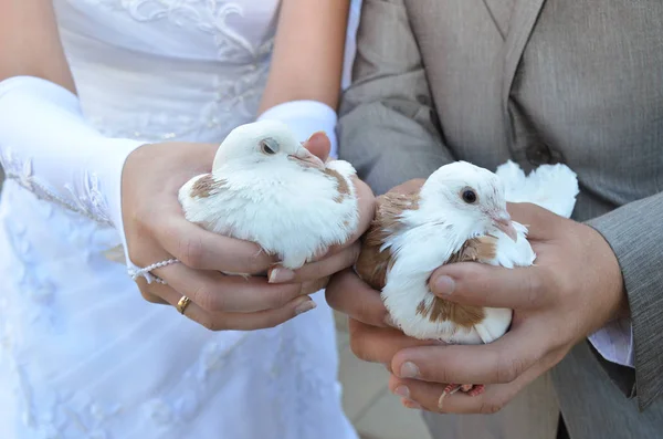 Aşk gelin ve damat sembolü elinde düğün güvercinler