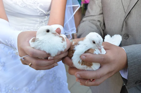 Aşk gelin ve damat sembolü elinde düğün güvercinler