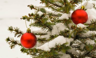 Bir Noel ağacı karla kaplı dalları üzerinde kırmızı baubles