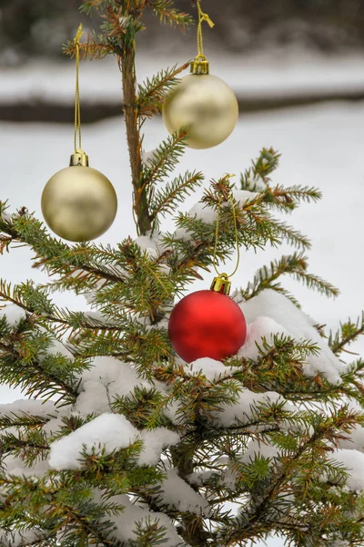 Red Gold Baubles Snow Covered Branches Christmas Tree Stock Photo