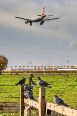 Londra, İngiltere - Kasım 2018: Flock bir pist Londra Heathrow Havaalanı'nda iniş ışıkları yakın bir çit oturan güvercin. Bir jet geçen yükü olduğunu.