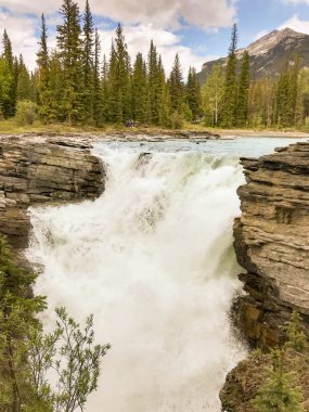 Alberta, Kanada - Haziran 2018: Athabasca Athabasca nehir kenarında Jasper, Ab, Kanada düşüyor.