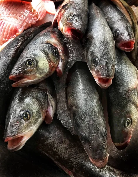 Fresh sea bass on display in a restaurant display cabinet