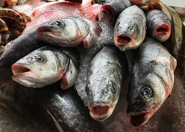 Fresh sea bass on display in a restaurant display cabinet