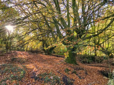 Ormanlık bir kırsal sonbaharda yere düşen yapraklar.