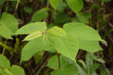 Japon Knotweed bitki yaprakları görünümünü kapat 