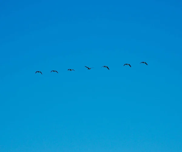 Wild geese flying in formation. The wings of one gne goose are out of sync with the rest of the flock