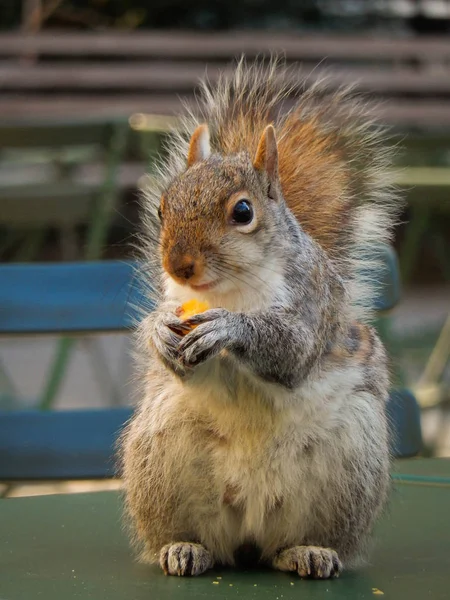 Nahaufnahme Eines Eichhörnchens Mit Futter Seinen Krallen — Stockfoto