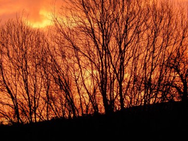 Şafakta karşı bir turuncu gökyüzü kontrast kışın ağaçlar