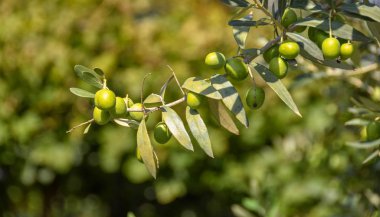Bir zeytin ağacı dalı üzerinde büyüyen zeytin yakın çekim