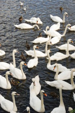 Sessiz kuğular bir nehir üzerinde büyük bir grup