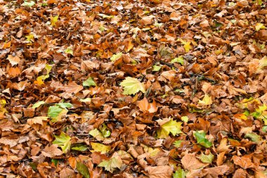 Yapraklar sonbaharda yere halı