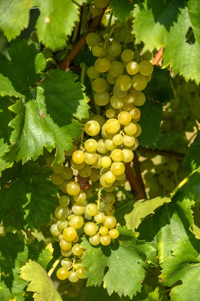 Bunch Plump White Grapes Vines Vineyard Harvest Time — Stock Photo, Image