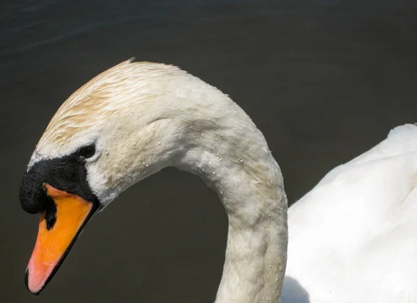 Vue Rapprochée Tête Cou Cygne Muet — Photo