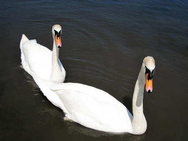 Paire Cygnes Sur Fond Eau Bleu Profond — Photo