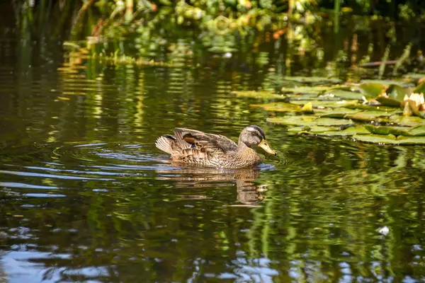 Canard Sauvage Nageant Sur Eau Calme Dans Étang — Photo