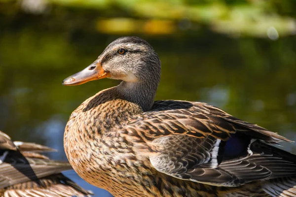 Wild duck in sunshine out of water