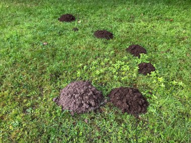 Freshly dug molehills of decreasing size in an arc on grass clipart