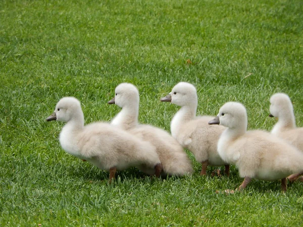 Groupe Cygnets Chevauchant Herbe — Photo