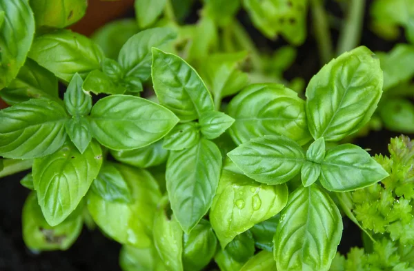 Close up of fresh basil growing in a herb garden