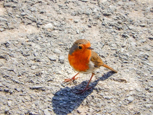 Robin Redbreast Natural Habitat — Stock Photo, Image