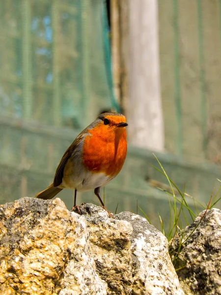 Robin Redbreast Natural Habitat — Stock Photo, Image