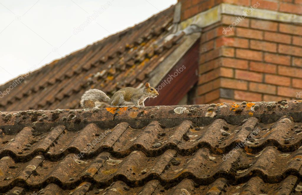 Grey squirrel on the tiled roof of a house