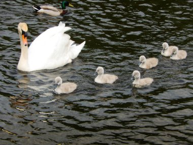 Cygnets bir doğa rezerv bir göl üzerinde
