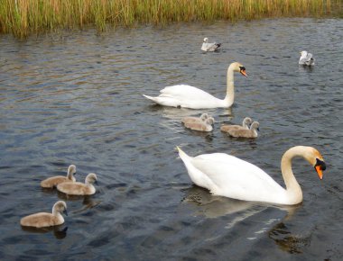 Kuğu ve cygnets bir doğa rezerv bir göl üzerinde aile