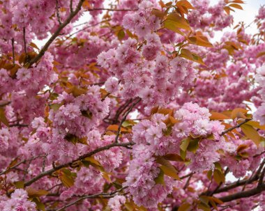 İlkbaharda çiçek ağacında kiraz çiçeği
