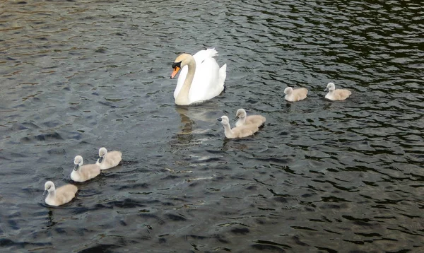 Cisne Mãe Cygnets Lago Uma Reserva Natural — Fotografia de Stock