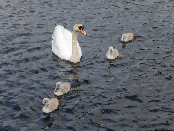 Matka Łabędź Cygnets Jeziorze Rezerwacie Przyrody — Zdjęcie stockowe