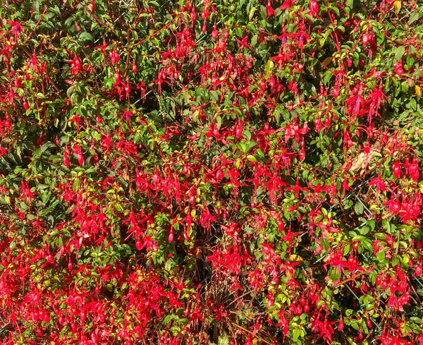 赤いフューシア花のディスプレイ — ストック写真