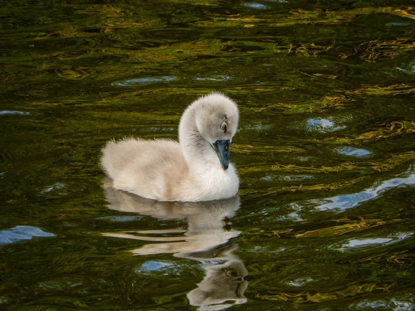 Vista Vicino Cygnet Lago Una Riserva Naturale — Foto Stock