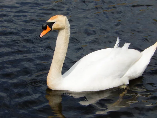 Einzelner Schwan Vor Tiefblauem Wasser — Stockfoto