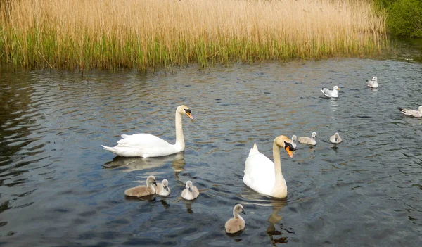 Rodzina Łabędzi Cygnets Jeziorze Rezerwacie Przyrody — Zdjęcie stockowe