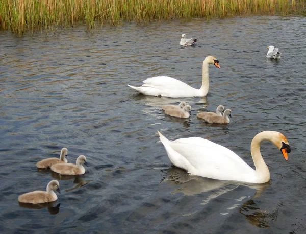 Οικογένεια Κύκνων Και Cygnets Μια Λίμνη Μια Φύση Αποθεματικό — Φωτογραφία Αρχείου