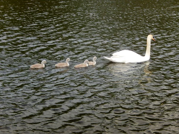 Οικογένεια Κύκνων Και Cygnets Μια Λίμνη Μια Φύση Αποθεματικό — Φωτογραφία Αρχείου