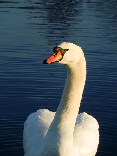 Wild Swan Tidigt Morgonen Solsken — Stockfoto