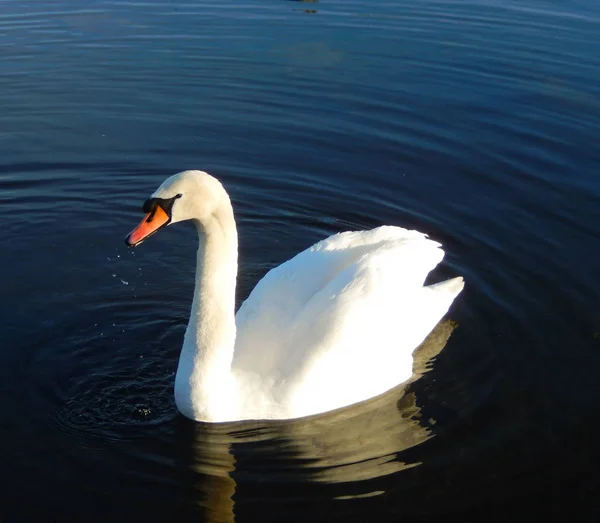 Cygne Sauvage Tôt Matin Ensoleillé — Photo