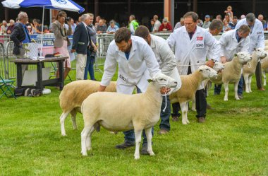 Builth Wells, Galler - Temmuz 2018: Koyun işleyicileri ortak bir tarım festivale Builth Wells, yargılamak halka ile.