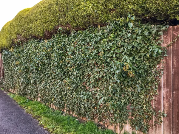 Ivy Cubriendo Una Valla Madera Planta Rápido Crecimiento Riesgo Para — Foto de Stock