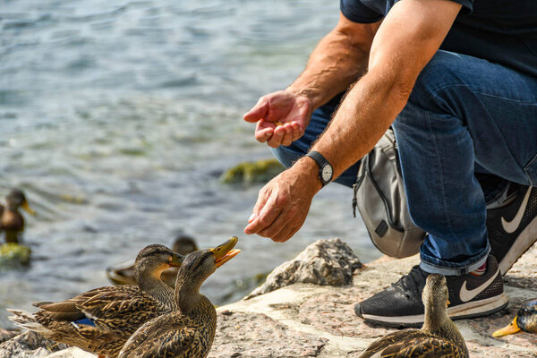 Person with food in hand feeding wild ducks