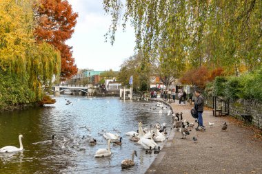 Thames Nehri, Windsor, Ingiltere-Kasım 2018: Windsor yakınlarındaki Thames Nehri 'nin Nehrinde Kuğu ve kaz beslemeli bir kişinin manzaralı manzarası.
