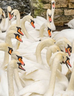Beyaz kuğu sürüsünün başı ve boyunları.