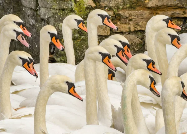 Köpfe Und Hälse Einer Herde Weißer Schwäne — Stockfoto