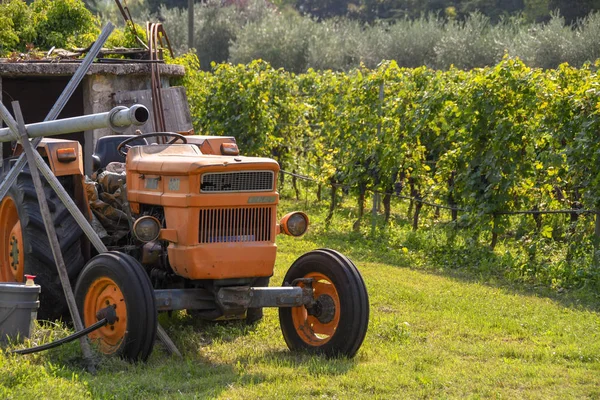 Garda Gardasee Italien September 2018 Rebzeilen Einem Weinberg Mit Einem — Stockfoto