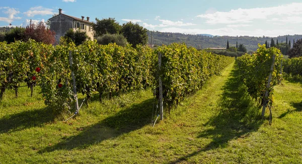 Garda, Garda Gölü, İtalya - Eylül 2018: Bir bağda sarmaşık lar 